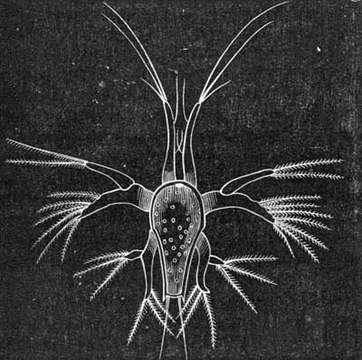 191. Nauplius.