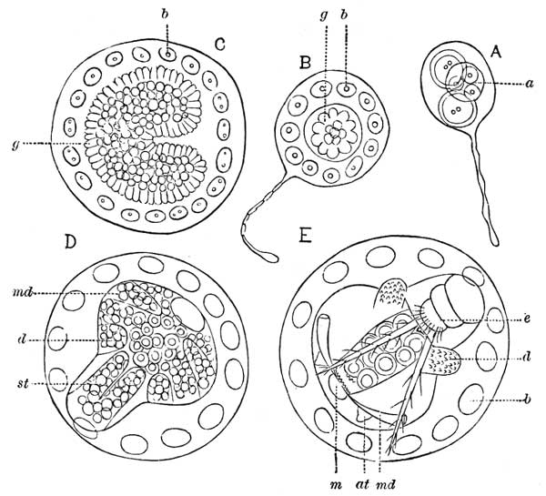 193. Development of Platygaster.