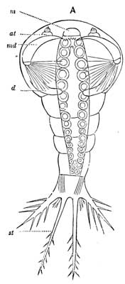 194. First Larva of Platygaster.