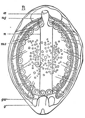 195. Second Larva of Platygaster.