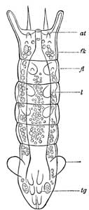 196. Third Larva of Polynema.