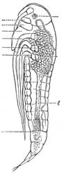 201. Embryo of Diplax.