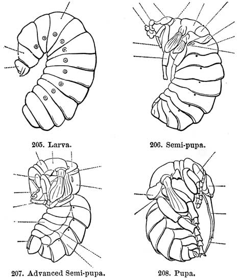 205. Larva. 206. Semi-pupa.