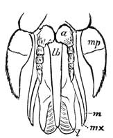 211. Mouth-parts of Horse fly.