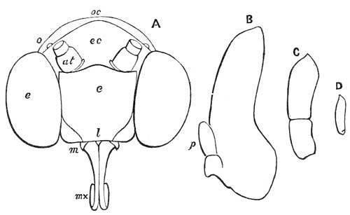 213. Mouth-parts of Moths.