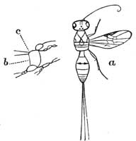 214. Ichneumon Fly.