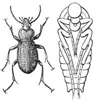 221. Carabus and Pupa.