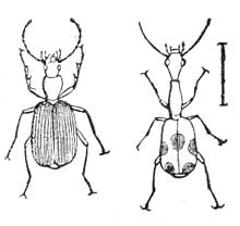 222. Brachinus. 223. Casnonia.