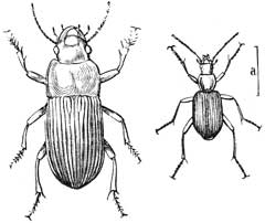 224. Pangus. 225. Agonum.