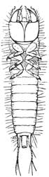 226. Carabid Larva.