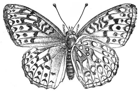 228. Argynnis Aphrodite.