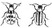 230. D. 12-punctata.