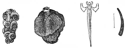 234. Different Forms of Case Worms.