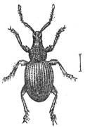 241. Garden Weevil.