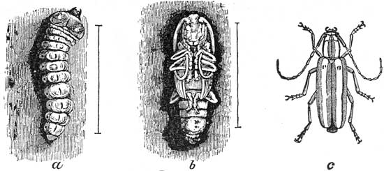 254. Apple Borer, Larva and Pupa.