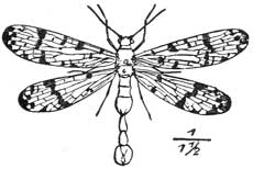 257. Forceps-tail.