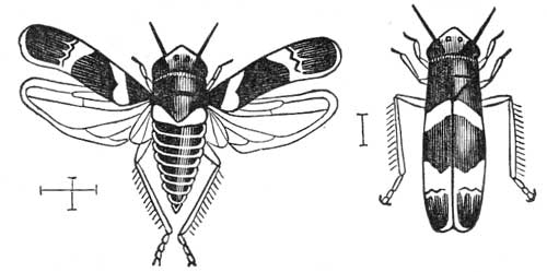 258. Leaf-hopper of the Vine.
