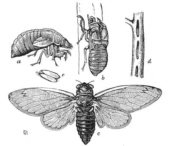 264. Seventeen Year Locust, Eggs and Pupa.