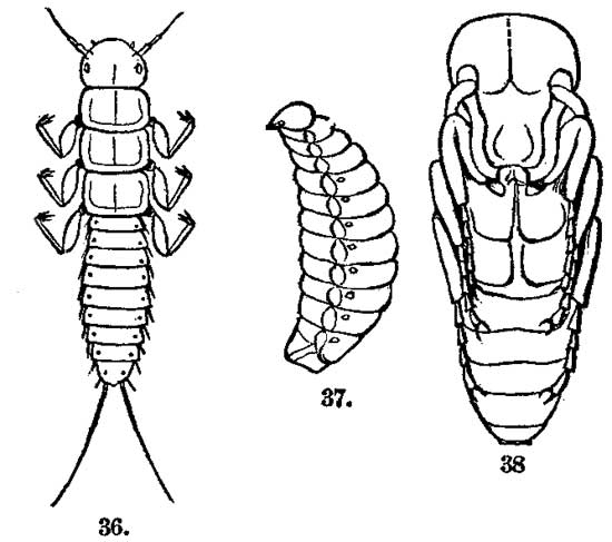 Early Stages of Meloë.