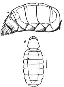 39. Female Stylops.