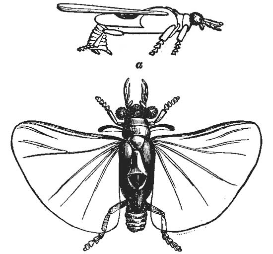 40. Male Stylops.