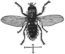 44. Tachina, parasite of Colorado Potato Beetle.