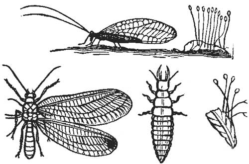 45. The Lace-winged Fly, Its Larva and Eggs.