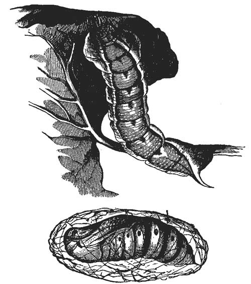 47. Vine Dresser and Chrysalis.