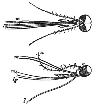 61. Head of the Mosquito.