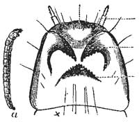 63. Larva of Ocean Gnat.