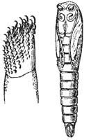 64. Pupa of Ocean Gnat.