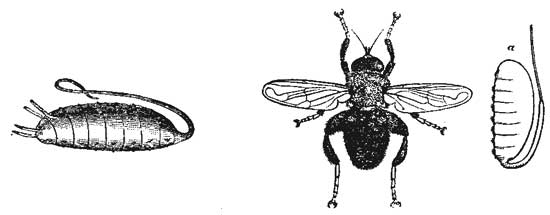 77. Larva of Rat-tailed Fly. 78. Rat-tailed Fly and its Pupa.