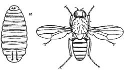 89. Apple Worm and its Larva.