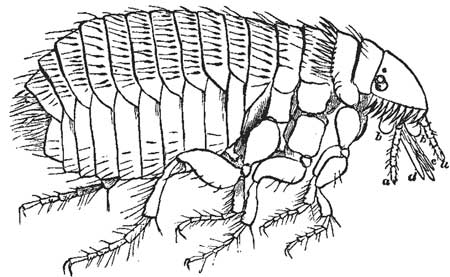 98. Flea, magnified.