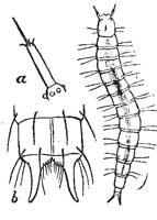 99. Larva of Flea.