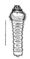 102. Elm Tree Borer.