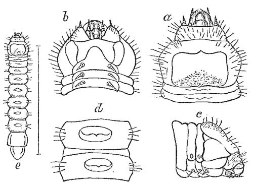 104. Linden Tree Borer.