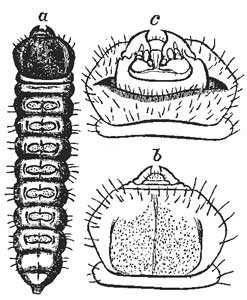 105. Poplar Tree Borer.