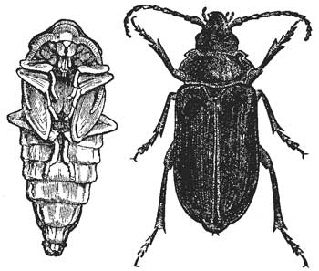 106. Broad-necked Prionus.