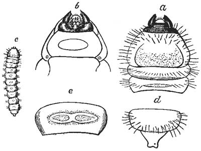 107. Larva of the Plain Saperda.