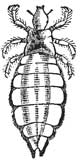 113. Body Louse.