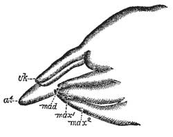 116. Mouth Parts of the Louse.