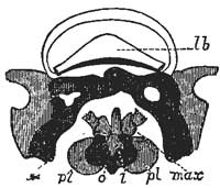 118. Mouth Parts of Louse.