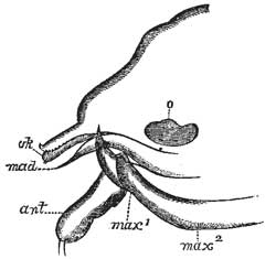 117. Mouth Parts of Louse.