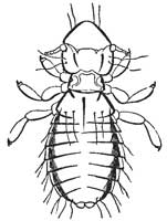 121. Louse of Domestic Fowl.