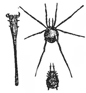 Harvestman.