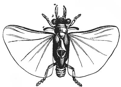 184. Male Stylops.