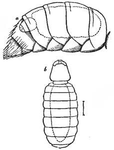 185. Female Stylops.