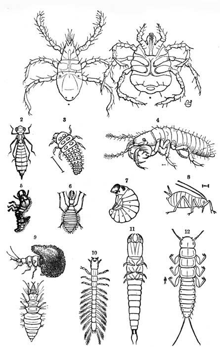 Pl 2. EXAMPLES OF LEPTIFORM LARVÆ.