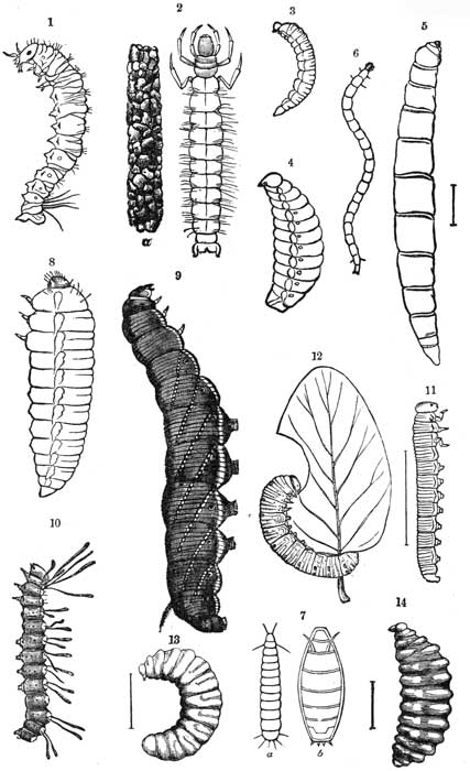 Pl 3. EXAMPLES OF ERUCIFORM LARVÆ.